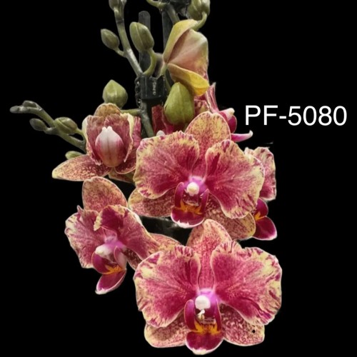 № М65 Фаленопсис  PF 5080 размер горшка 1,7 дюйма