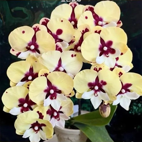 № В10 Phal. Golden Slumbers размер горшка 2,8 дюйма 