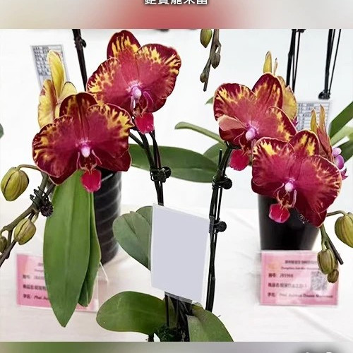 № В13 Phal. Wealth размер горшка 2,5 дюйма