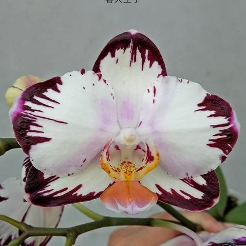 № В16 Phal. Ever Spring Prince размер горшка 2,5 дюйма