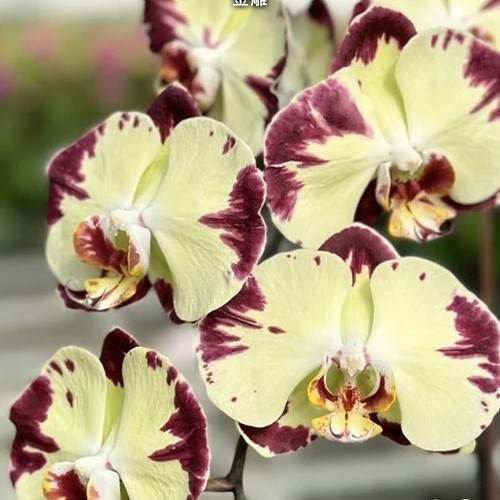 № В17 Phal. JinDiao размер горшка 3,0 дюйма 