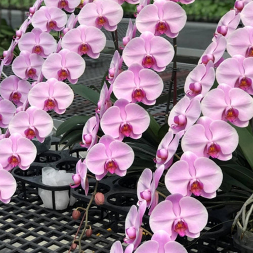 № В22 Фаленопсис Pink Yukidian  размер горшка 2,5 дюйма АКЦИЯ