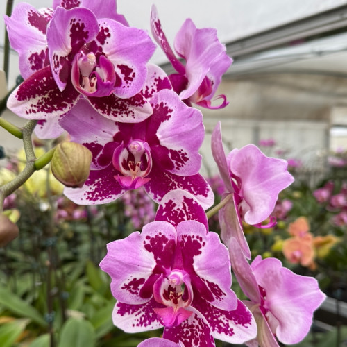 № В25 Phal. Sunny Tarepanda Pink 2 eye   размер горшка 2,5 дюйма 