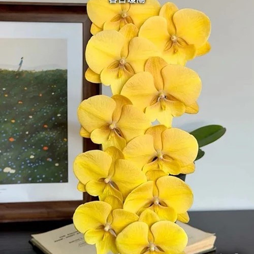 № В2 Phal. Imperial Robe размер горшка 2,8 дюйма
