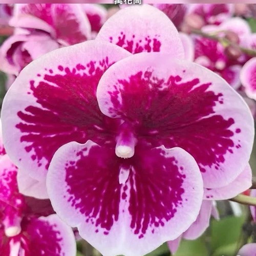 № В5 Phal. Kaleidoscope размер горшка 3,0 дюйма