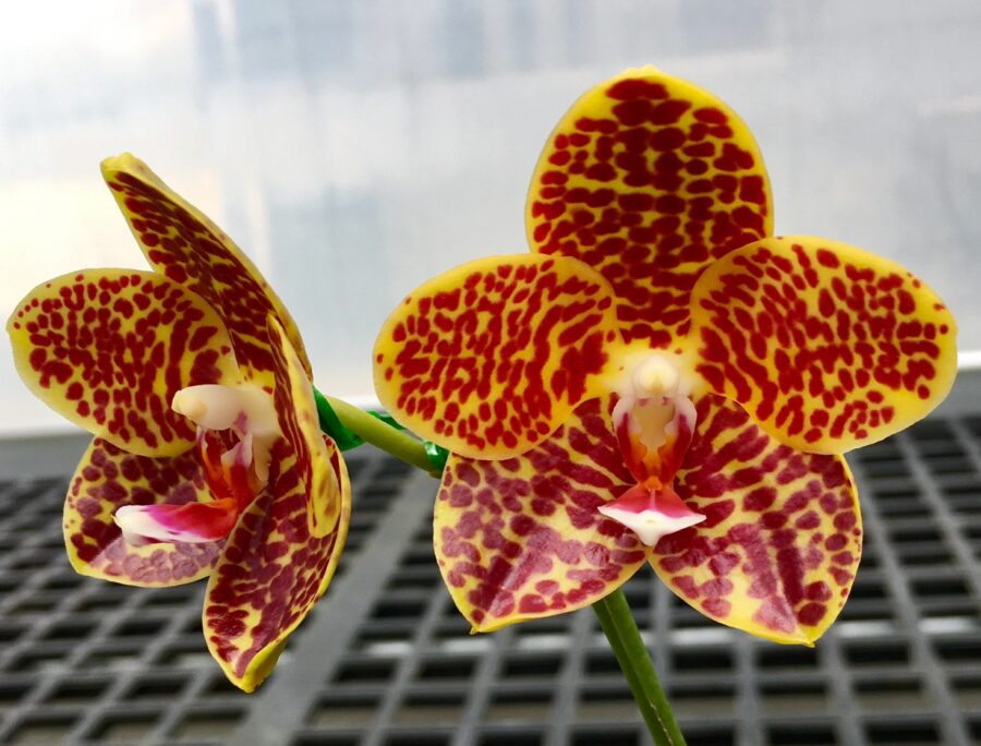 № 2М S390 Phal. Chienlung Golden Gigan ‘Prince’ (Clone) размер 2,5 