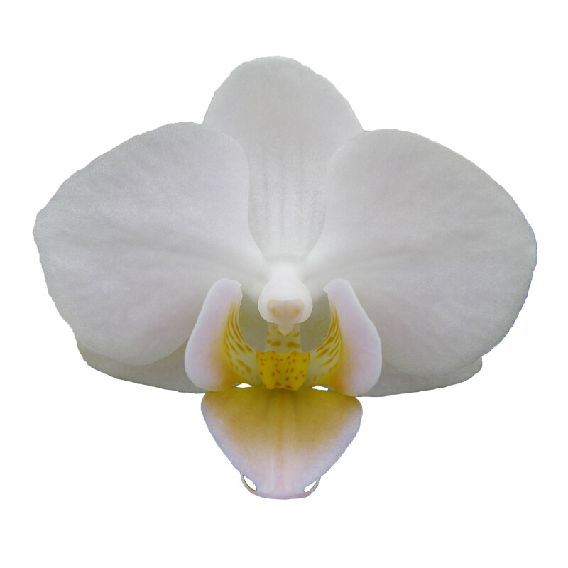 № 548 Phal. Younghome Little Snow размер 2,5