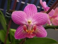 № 562 Phal. Younghome Lucky размер 2,5