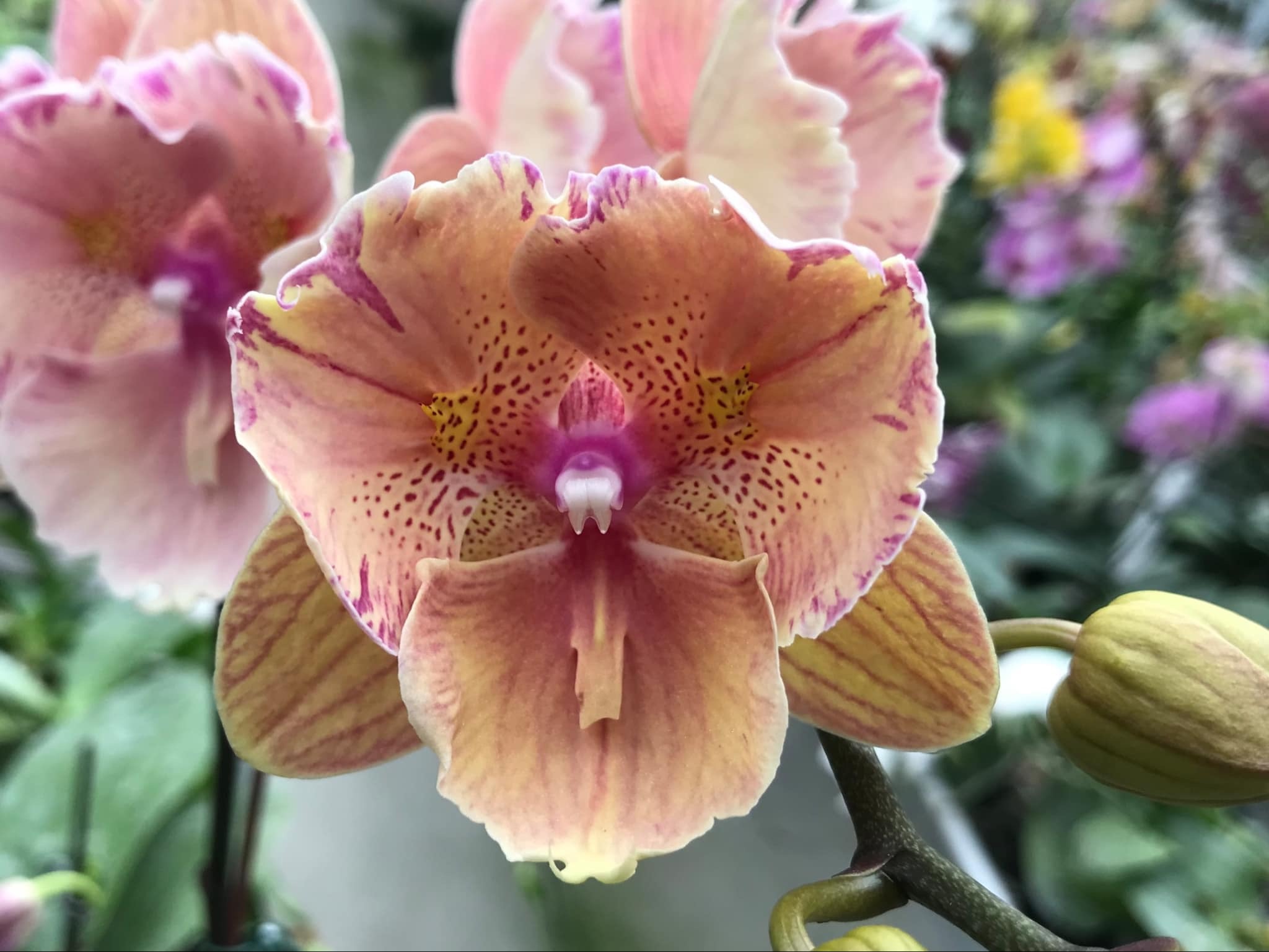№ 701 Phal.Rainbow Dance Big Lip Perolic размер горшка 2,5 дюйма
