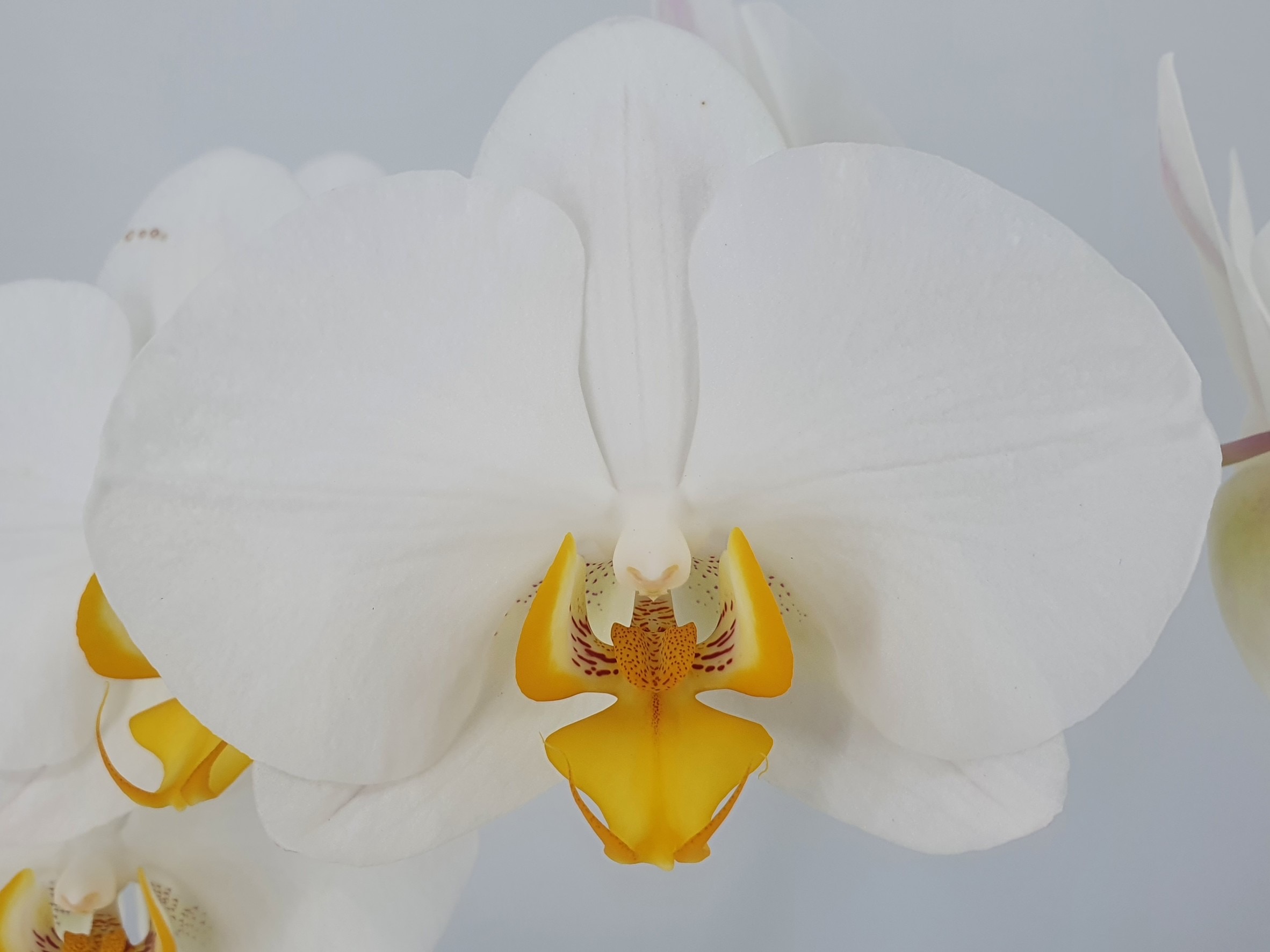 № 036 Phal.Orange Sleeves размер горшка 1,7 дюйма