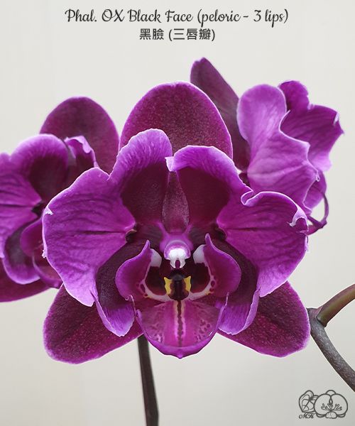№ 067 Phal. OX Black Face peloric 3 lips размер горшка 2,5 дюйма