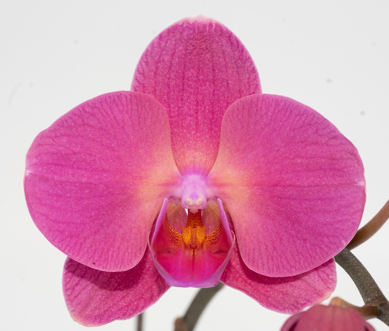 № 138 Фаленопсис FM 1624 размер горшка 2,5 дюйма