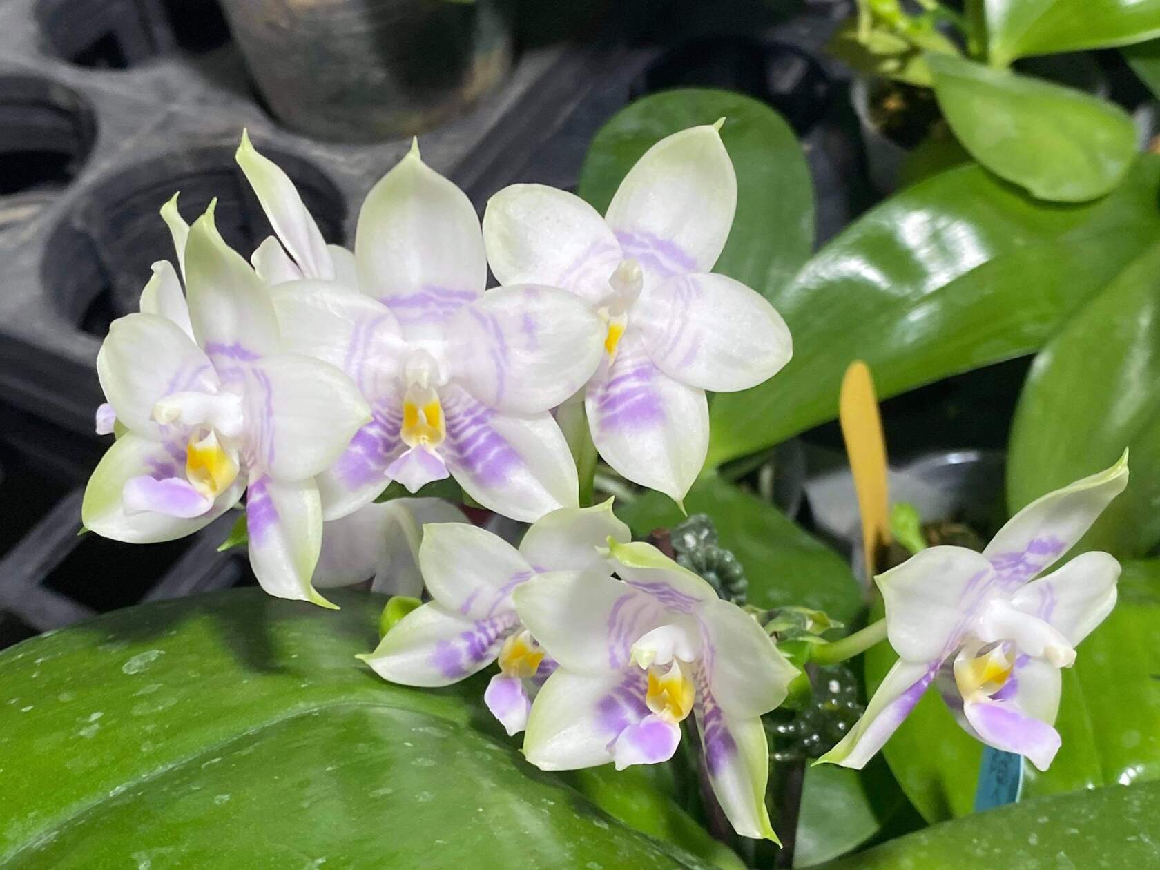 2145-mcl150-ma0563-phal-mituo-purple-dragon-phalanx-2-5