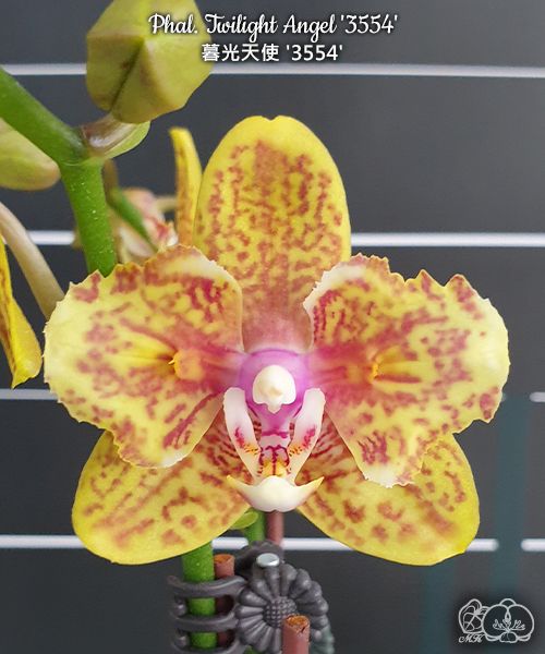 № 243 Phal. Twilight Angel '3554' размер горшка 2,5 дюйма