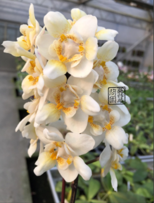 № 276 Phal. Stuartiana × Timothy Christopher stem prop размер горшка 1,7 дюйма  (УЦЕНКА ПРИЧИНЫ РАЗНЫЕ)