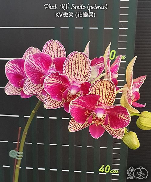 № 459 Phal. KV Smile (peloric) размер горшка 2,5 дюйма