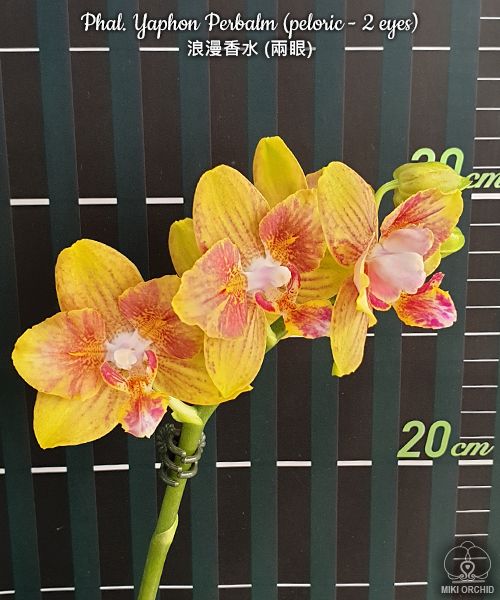 № 491 Phal. Yaphon Perbalm peloric 2 eyes размер горшка 2,5