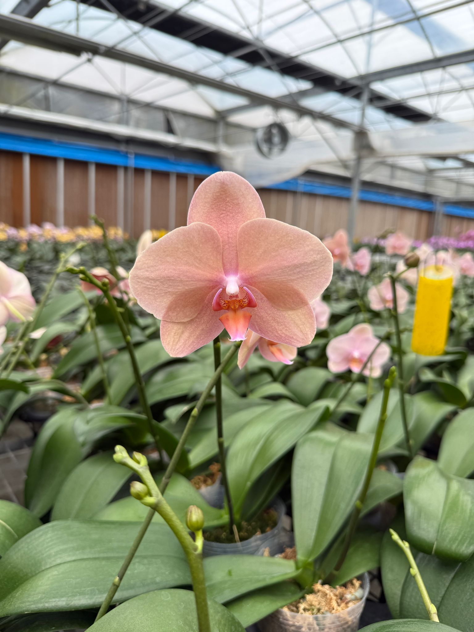 № 562 Phal.Aquarius размер горшка 2,5 дюйма