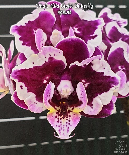 № 702 Phal. Miki Violet Butterfly  размер 2,5 