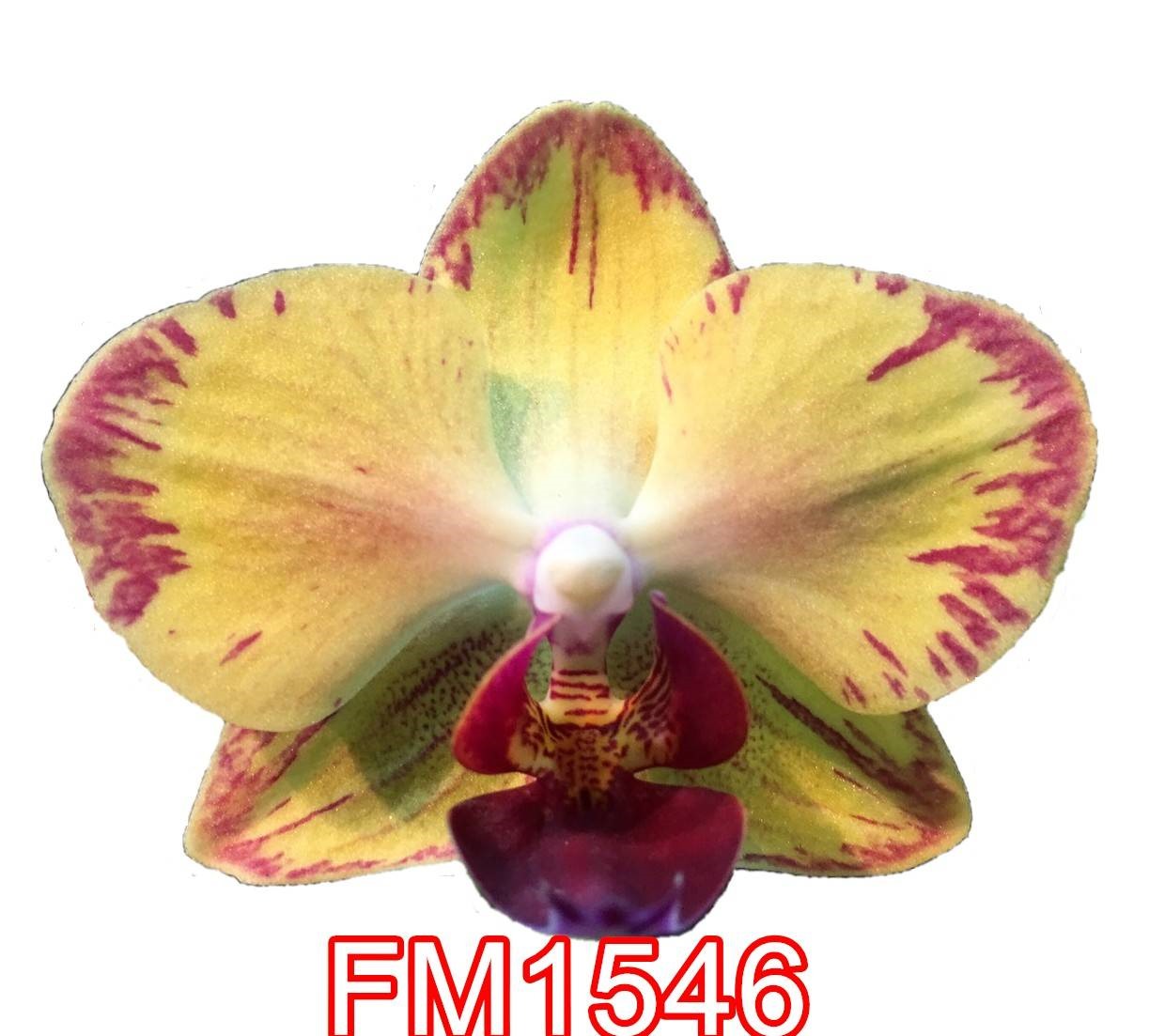 № 7455 Фаленопсис FM1546 размер горшка 2,5 дюйма (Имеется вариация цветения)
