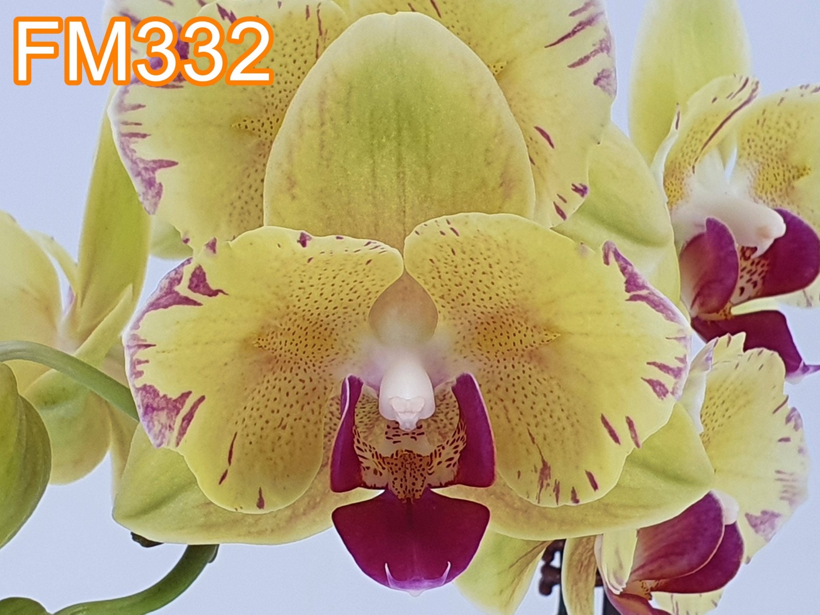 № 7458 Фаленопсис FM332  размер горшка 2,5 дюйма  акция