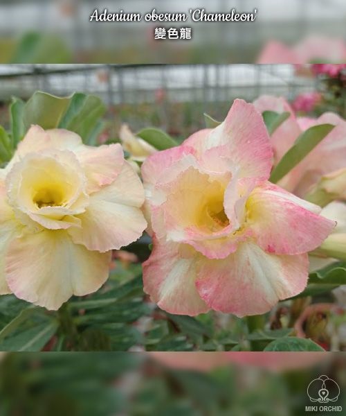 № 7499 Adenium obesum Chameleon отправка с открытой корневой не цветущий
