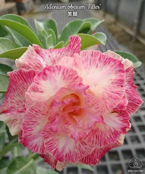 № 7508 Adenium obesum Filter отправка с открытой корневой не цветущий