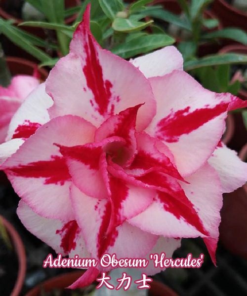 № 7520 Adenium Obesum Hercules отправка с открытой корневой не цветущий 
