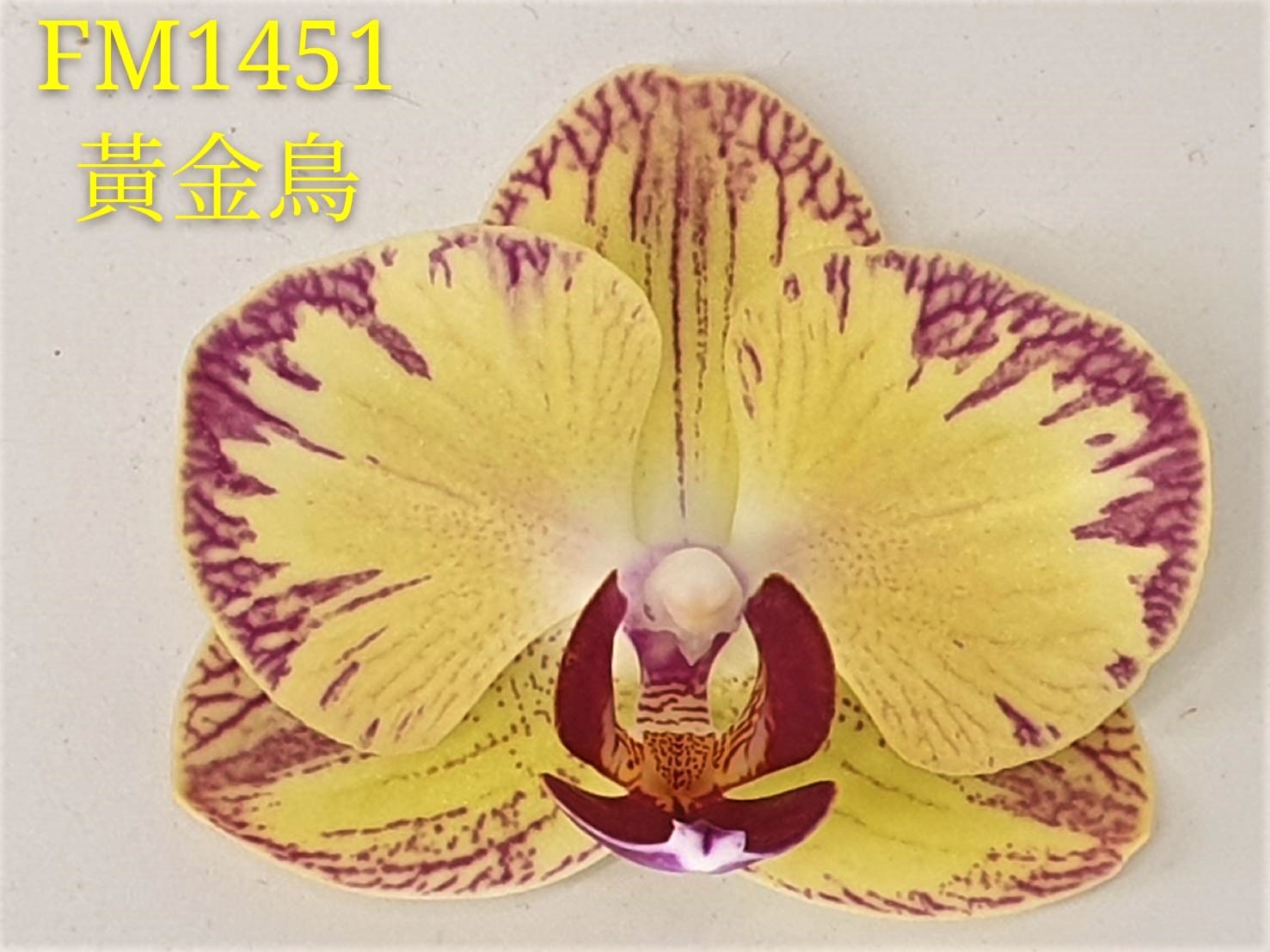 № 823 Фаленопсис FM1451 размер 1,7  (Имеется вариация цветения)