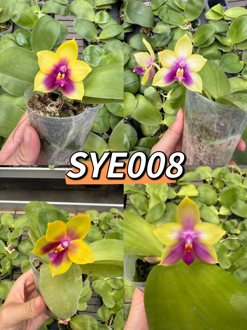№ 869 Phal. Mok Choi Bear Queen размер горшка 2,5 дюйма