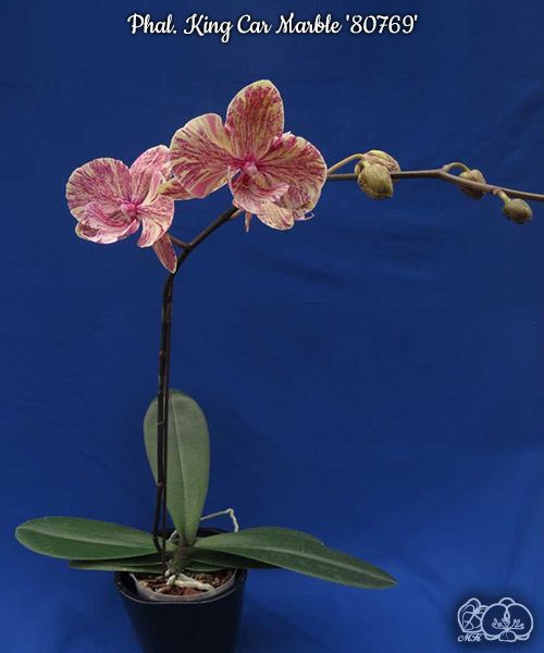 № 932 Phal. King Car Marble 80769 размер горшка 2,5 дюйма 