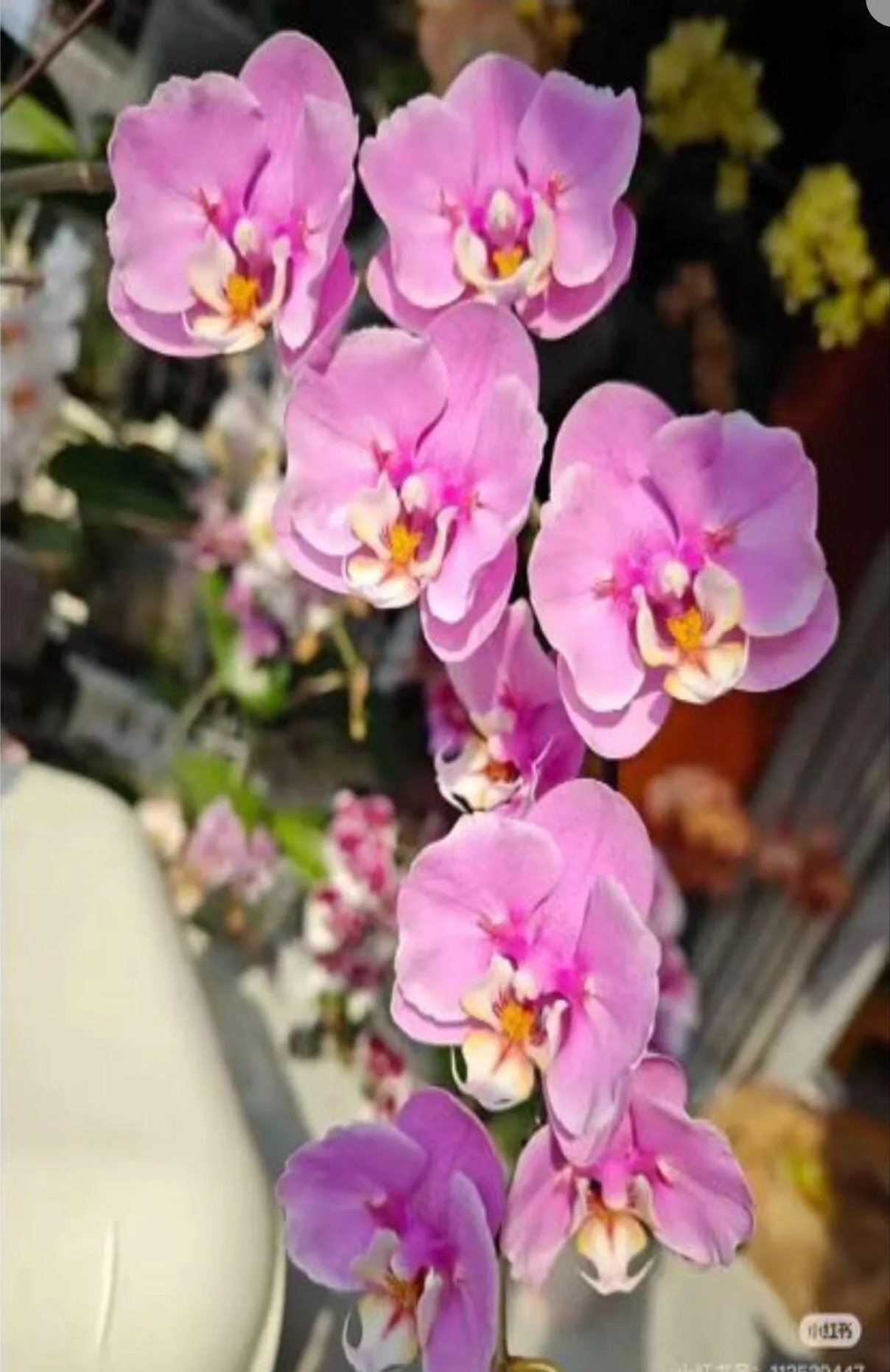 № А110 Phal. Taisuco Anna (peloric) размер горшка 2,8 дюйма Уценка причина разная