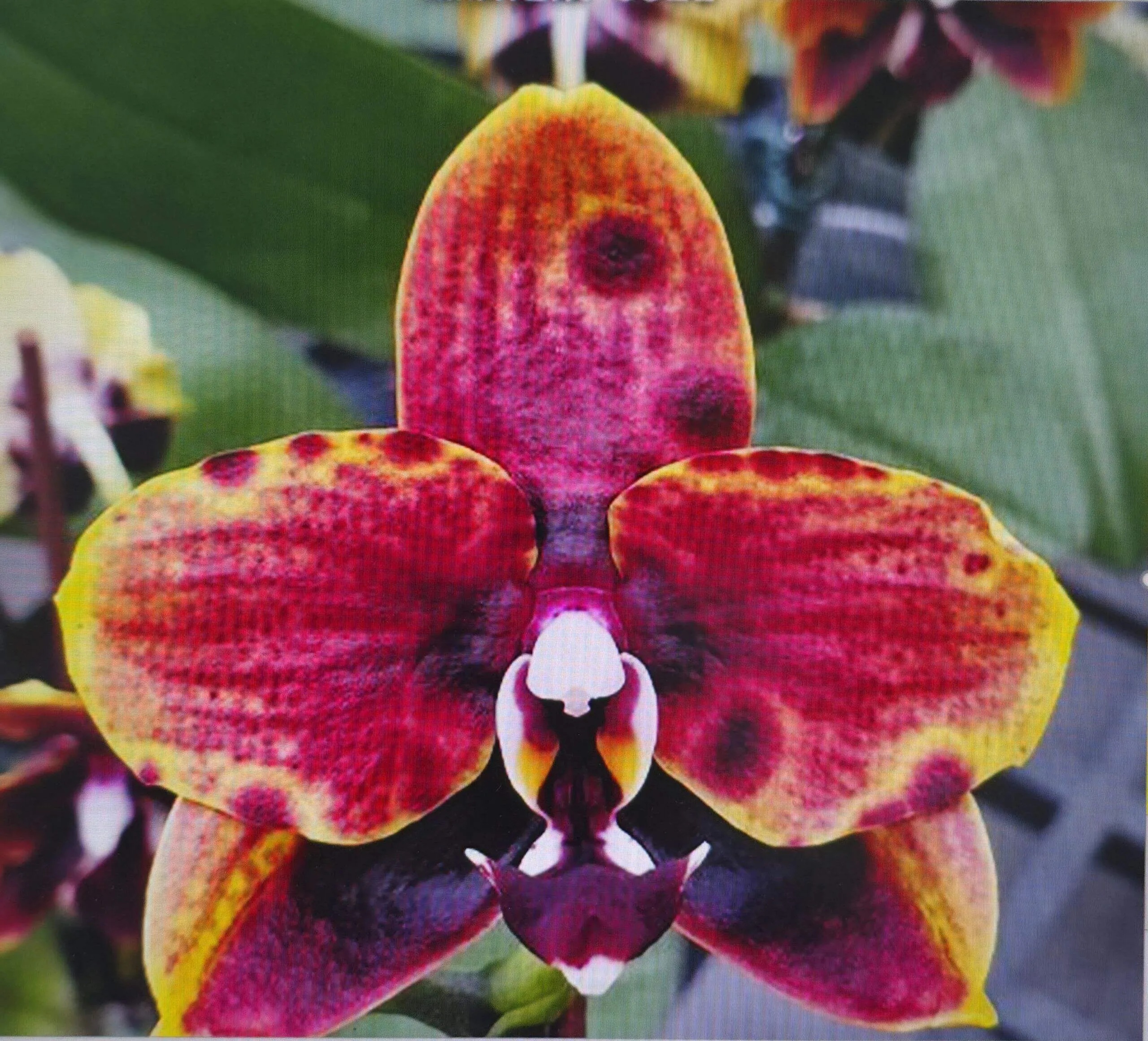 № А14 Phal. Miro Sun Beauty 3521 размер горшка 2,5 дюйма