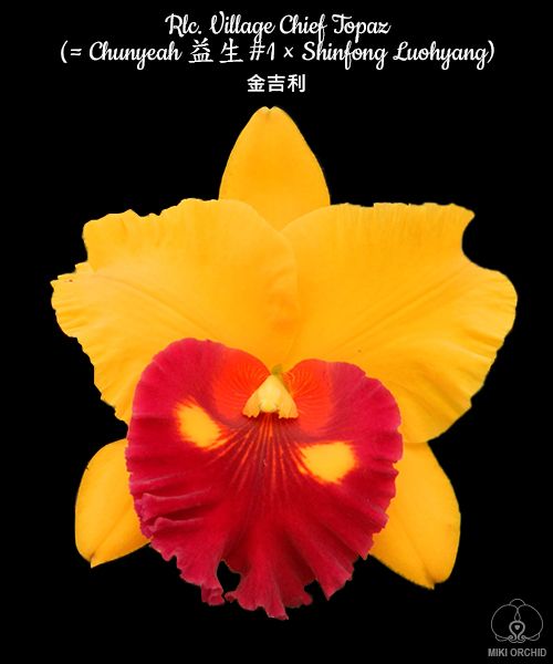 № А152 Rlc. Village Chief Topaz (= Chunyeah 益生#1 × Shinfong Luohyang) АРОМА размер горшка 2,5 дюйма