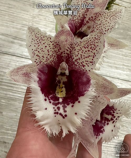 № А176 Clowesetum Penang Waltz размер горшка 2,5 дюйма