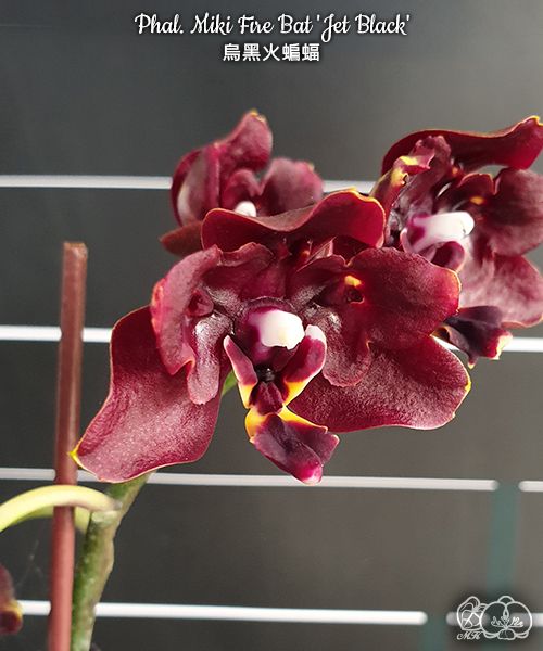№ А184 Phal. Miki Fire Bat 'Jet Black' размер горшка 2,5 дюйма 