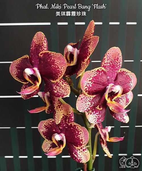 № А191 Phal. Miki Pearl Bang Flash размер горшка 2,5 дюйма 