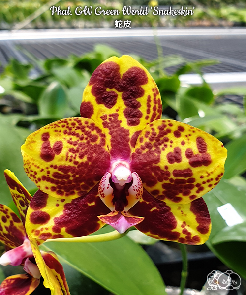 № А202 Phal. GW Green World Snakeskin размер горшка 2,5 дюйма