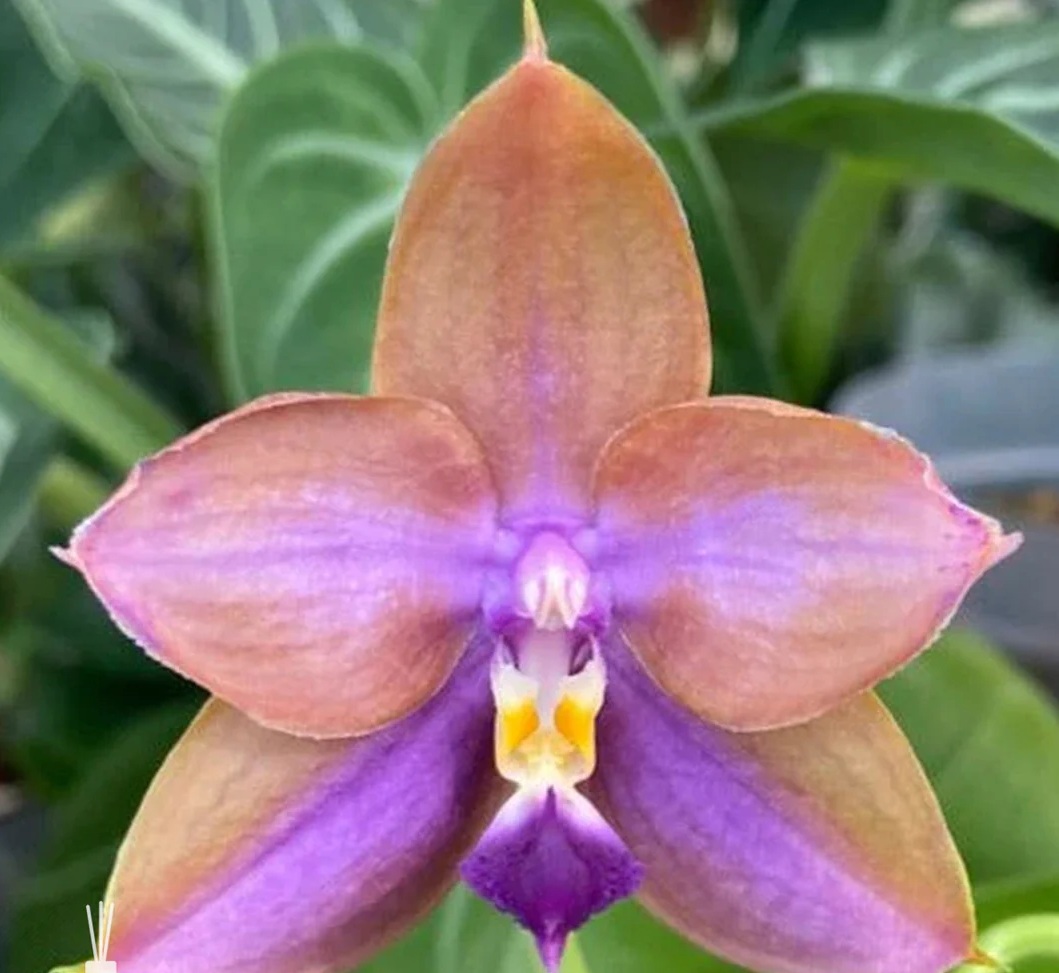№ А236 Phal. Mituo GH King Star UV rays АРОМА размер горшка 2,5 дюйма