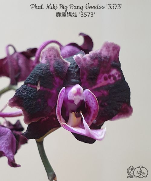 № А24 Phal. Miki Big Bang Voodoo 3573 размер горшка 2,5 дюйма 