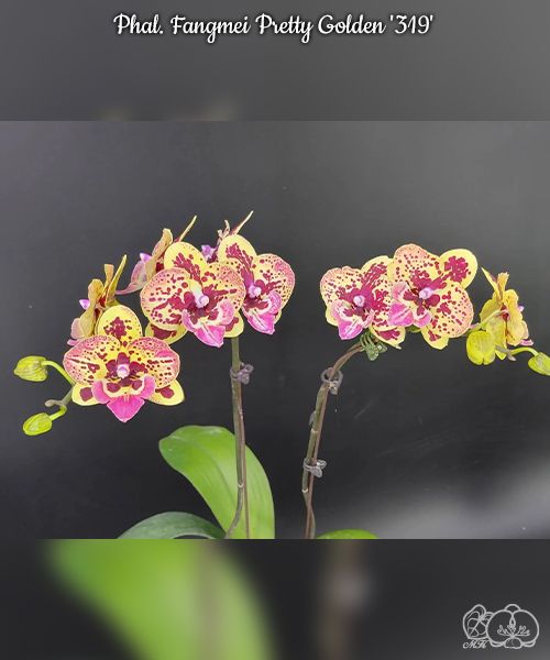 № А34 Phal. Fangmei Pretty Golden 319 размер горшка 2,5 дюйма 