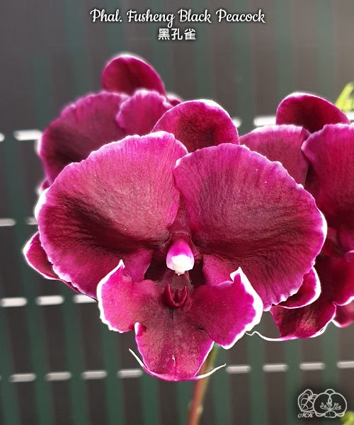 № И13 Phal. Fusheng Black Peacock размер горшка 2,5 дюйма 