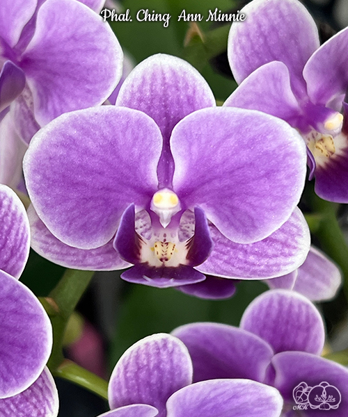 № И17 Phal. Ching Ann Minnie размер горшка 2,5 дюйма