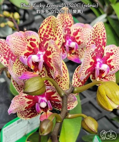 № И18 Phal. Lucky Leopard 05206 peloric размер горшка 2,5 дюйма