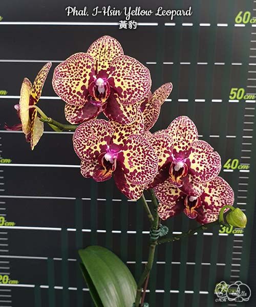 № И21 Phal. I-Hsin Yellow Leopard размер горшка 2,5 дюйма
