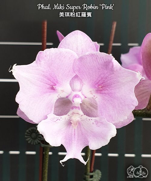 № И33 Phal. Miki Super Robin Pink размер горшка 2,5 дюйма
