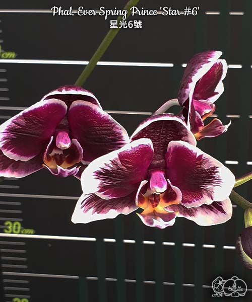 № И37 Phal. Ever Spring Prince Star 6 размер горшка 2,5 дюйма 