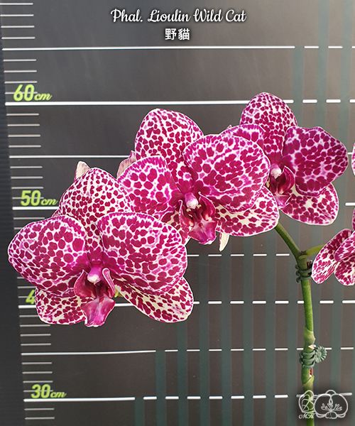 № И49 Phal. Lioulin Wild Cat размер горшка 2,5 дюйма