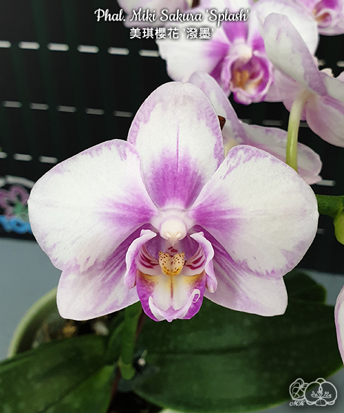 № И5 Phal. Miki Sakura Splash размер горшка 3,0 дюйма