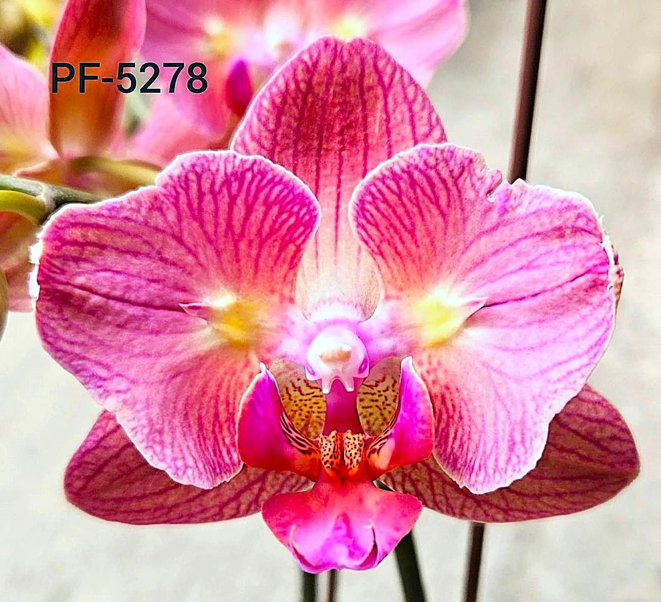 № И71 Фаленопсис PF 5278-3 размер горшка 1,7 дюйма 
